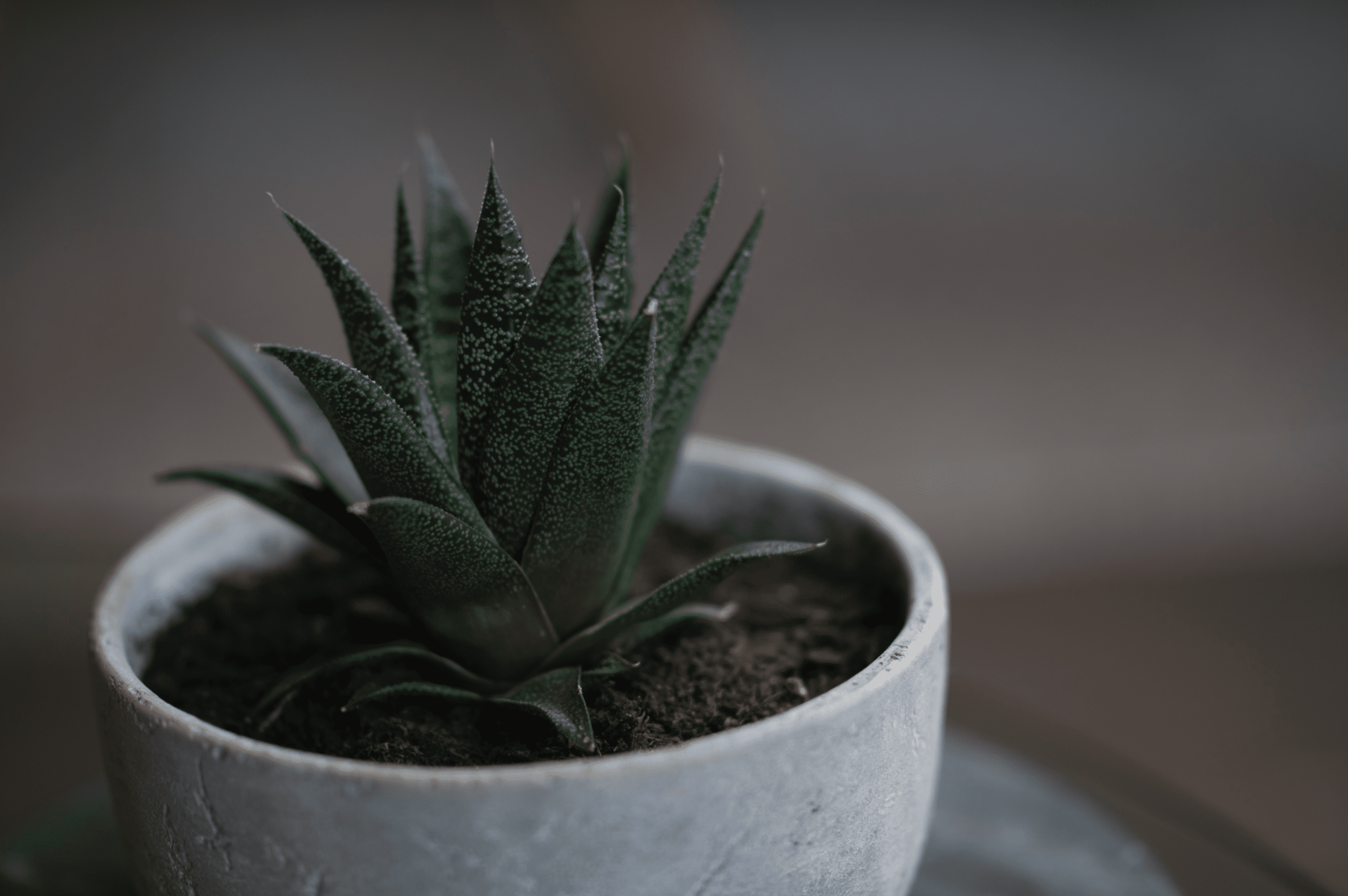 Succulent plant with pointed green leaves, covered in small white speckles, sitting in a round, concrete pot on a blurred background, symbolizing the importance of consistency in nurturing and growth.
